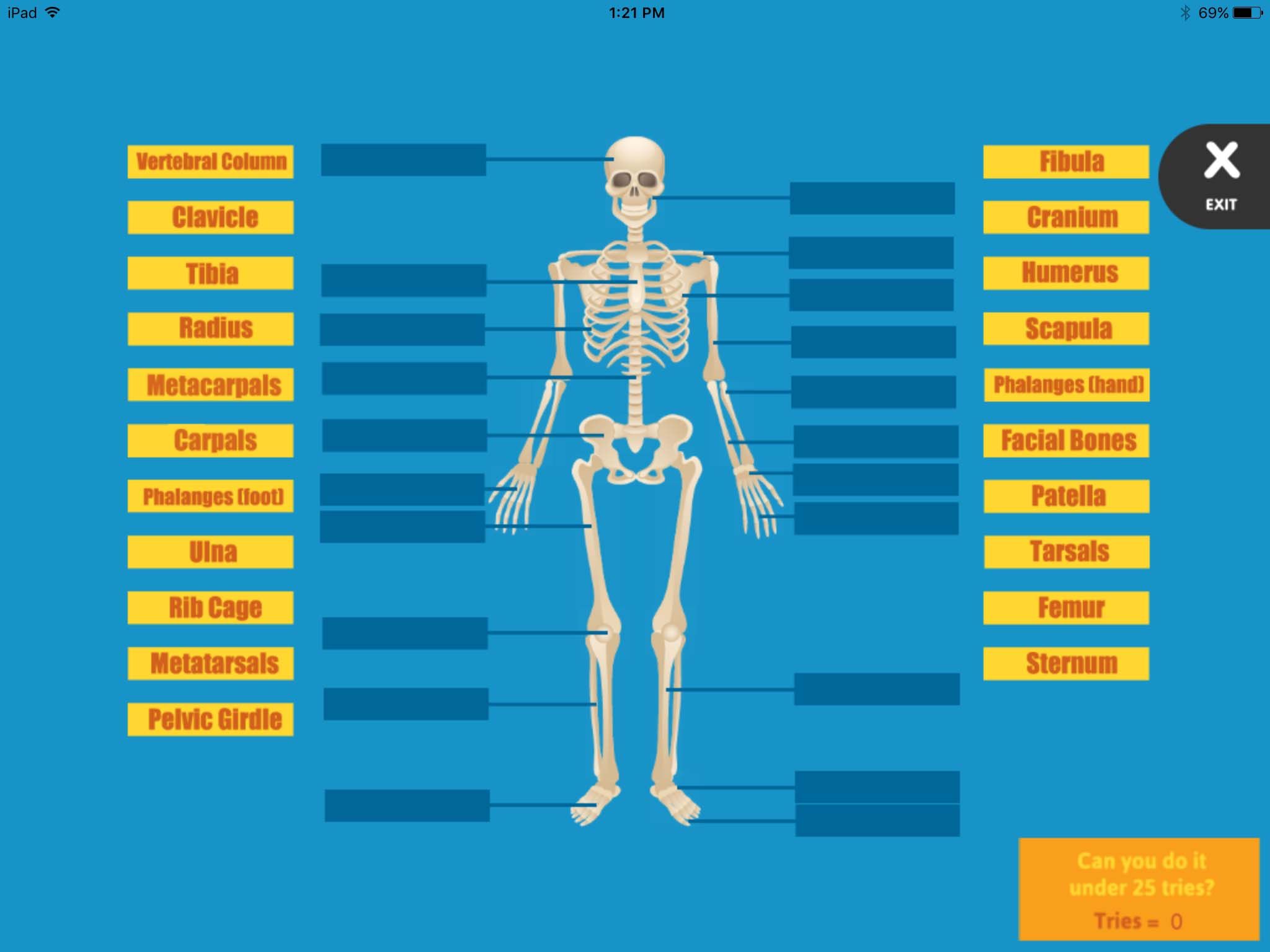 interactive muscular system games